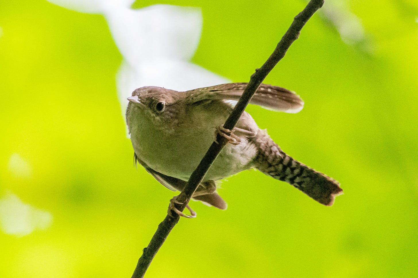  querulous house wren fledgling, trembling its wings in a sympathy ploy for a parent, not visible, who seemed to have decided the fledgling was big enough to fend for itself