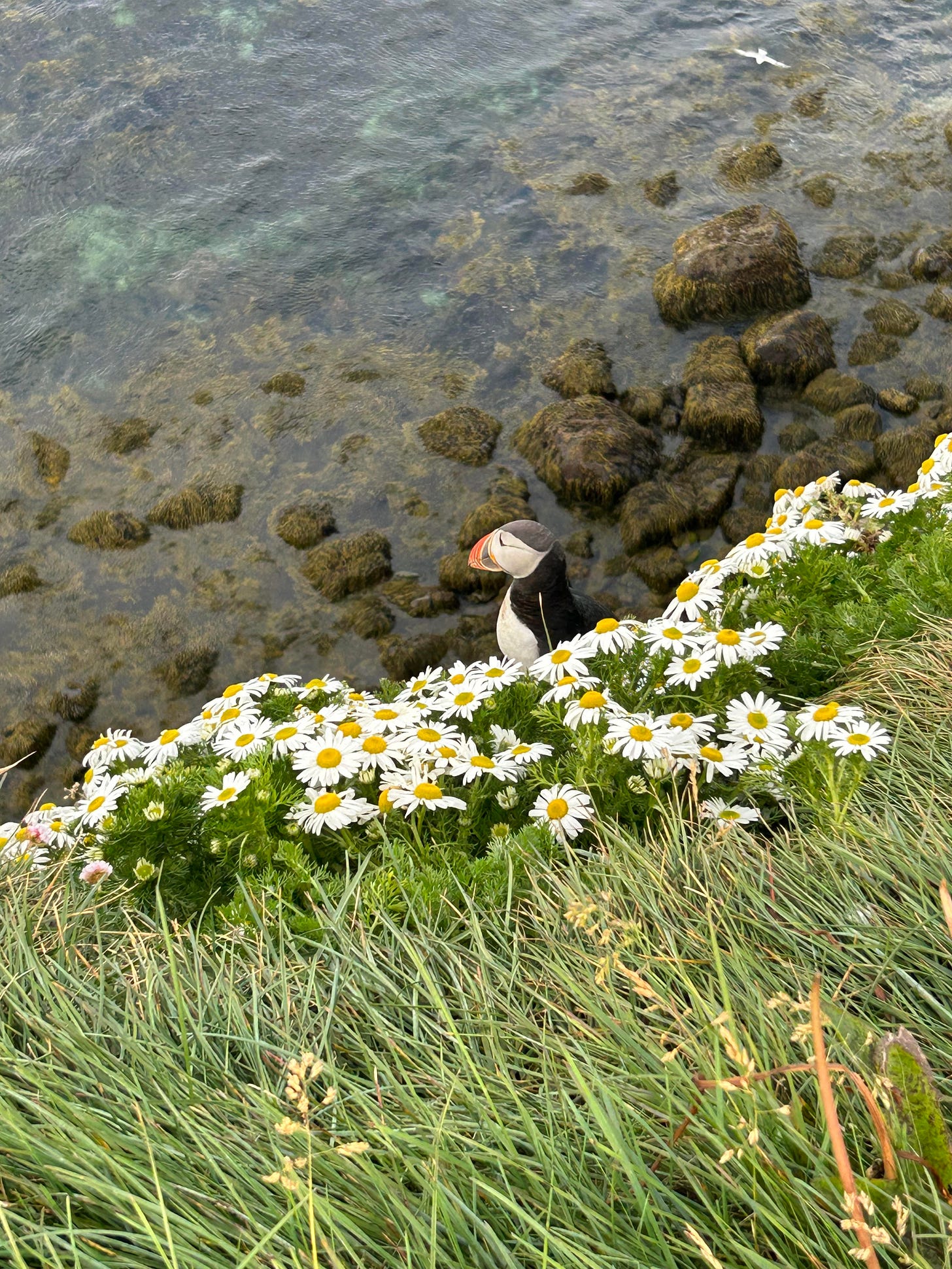 A puffin, perched in a bed of daisies on a sea cliff, overlooks the North Atlantic Ocean in Iceland
