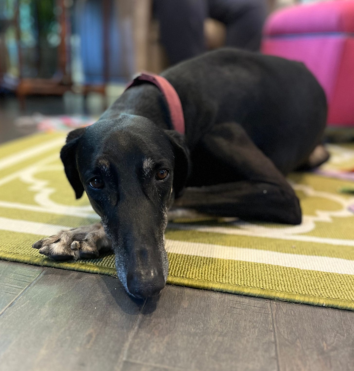 a long black dog lies  on the floor and look at the camera