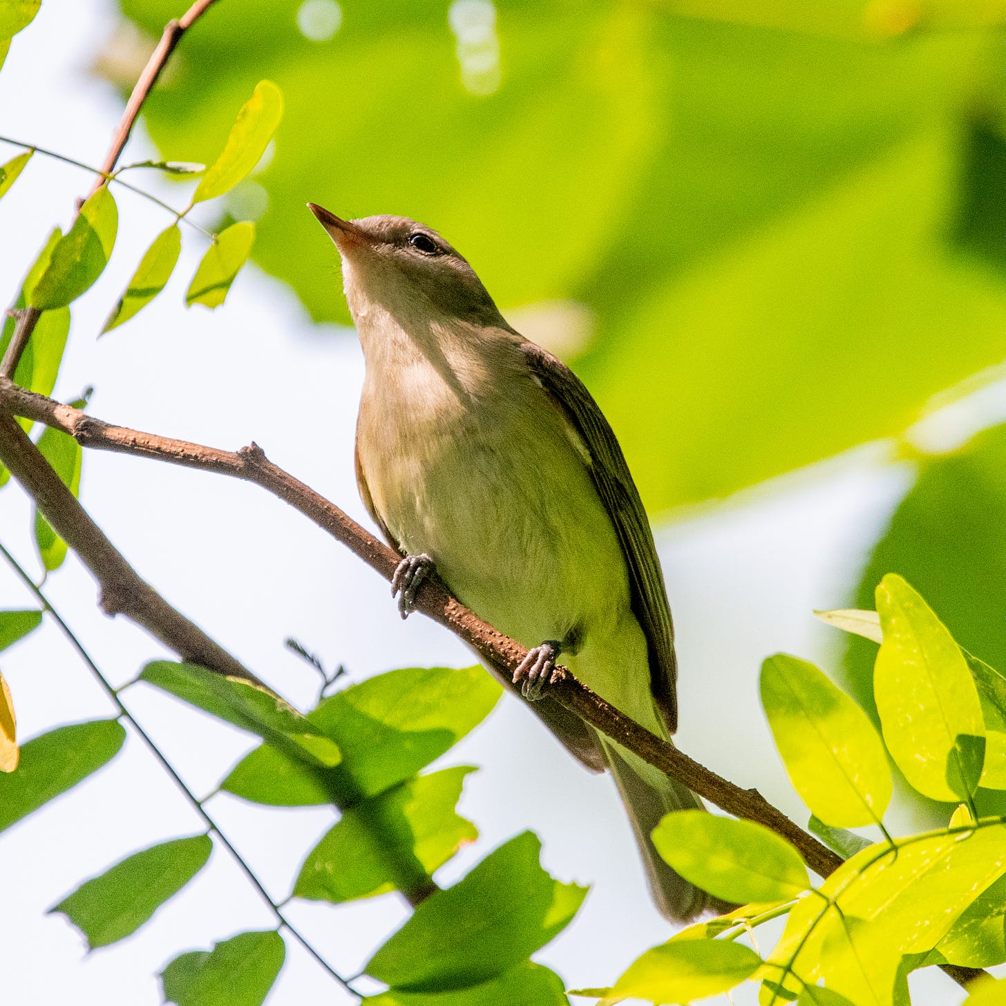 A warbling vireo, perched on a diagonal, in morning sun