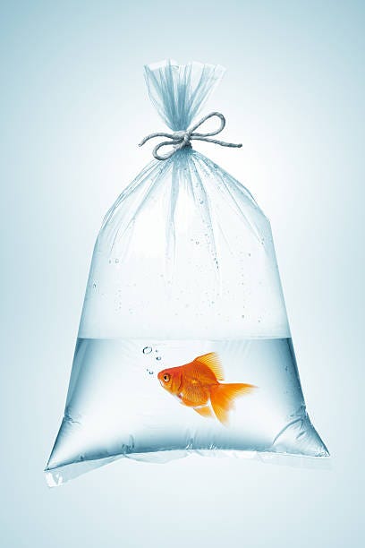 Goldfish In Bag Stock Photo - Download Image Now - Bag, Fish, Goldfish -  iStock