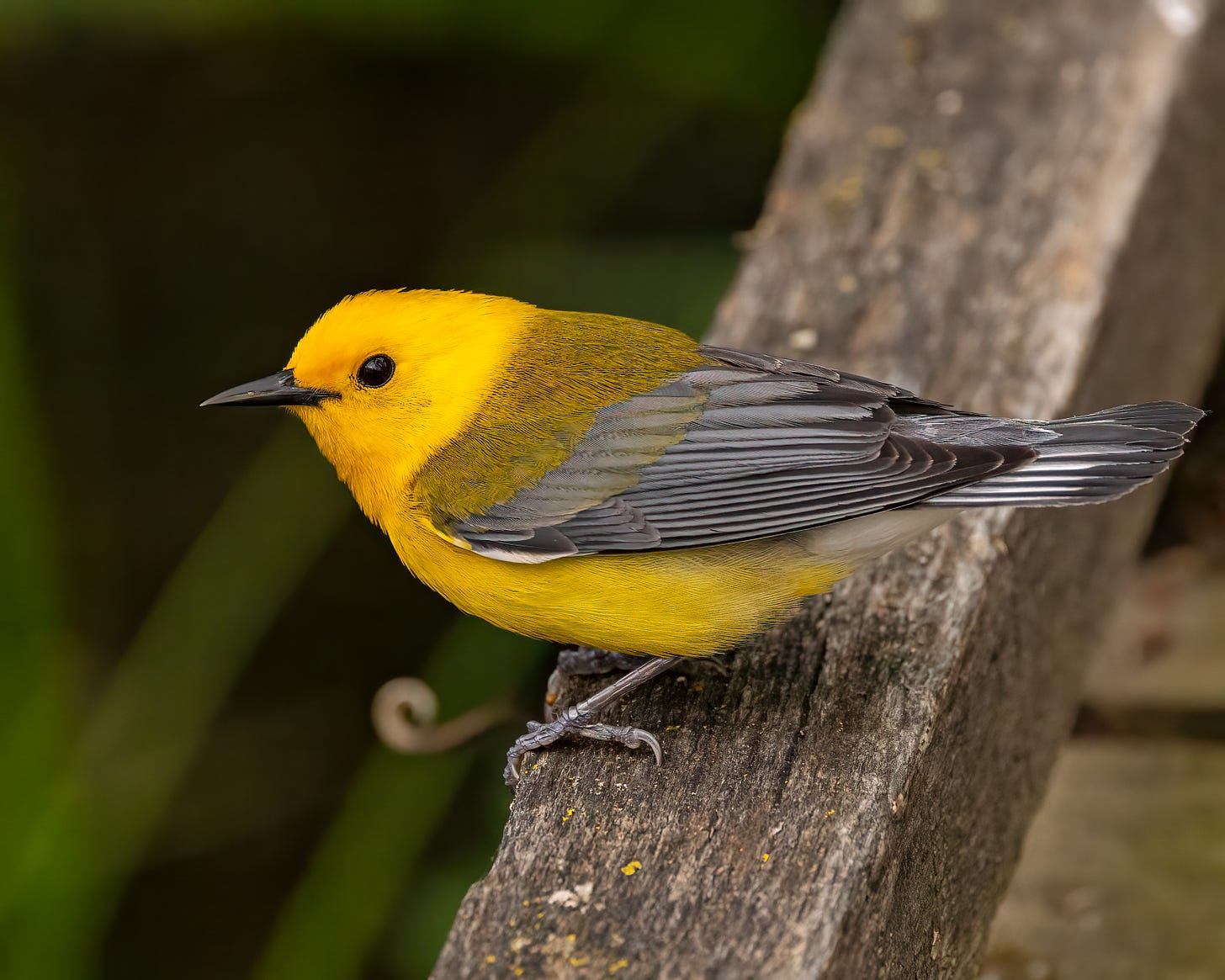 In this second image of the prothonotary warbler, you get a good look at the area behind its head, where the bright yellow transitions into a dark yellow with gray mixed in.