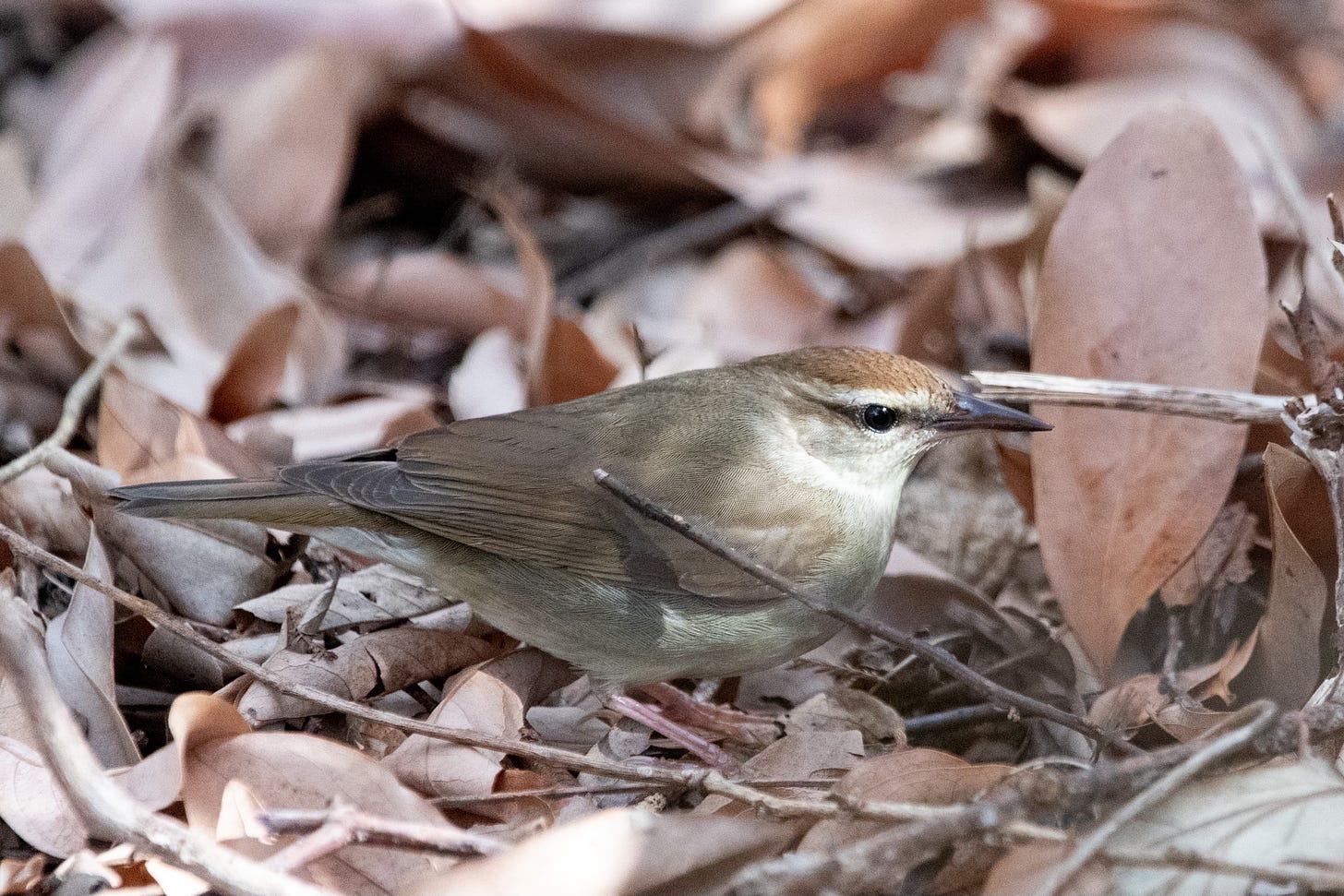 A brown warbler with a rufous cap and a dark brown eyeline, looking meditative during a momentary pause between furrowings through leaf debris for bugs