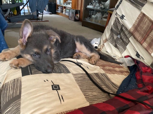 German shepherd puppy on a futon