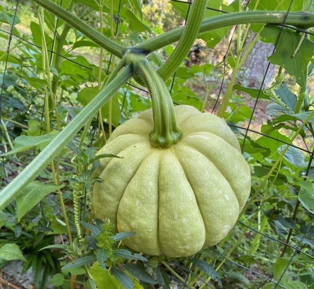 winter luxury pie pumpkin on a vine