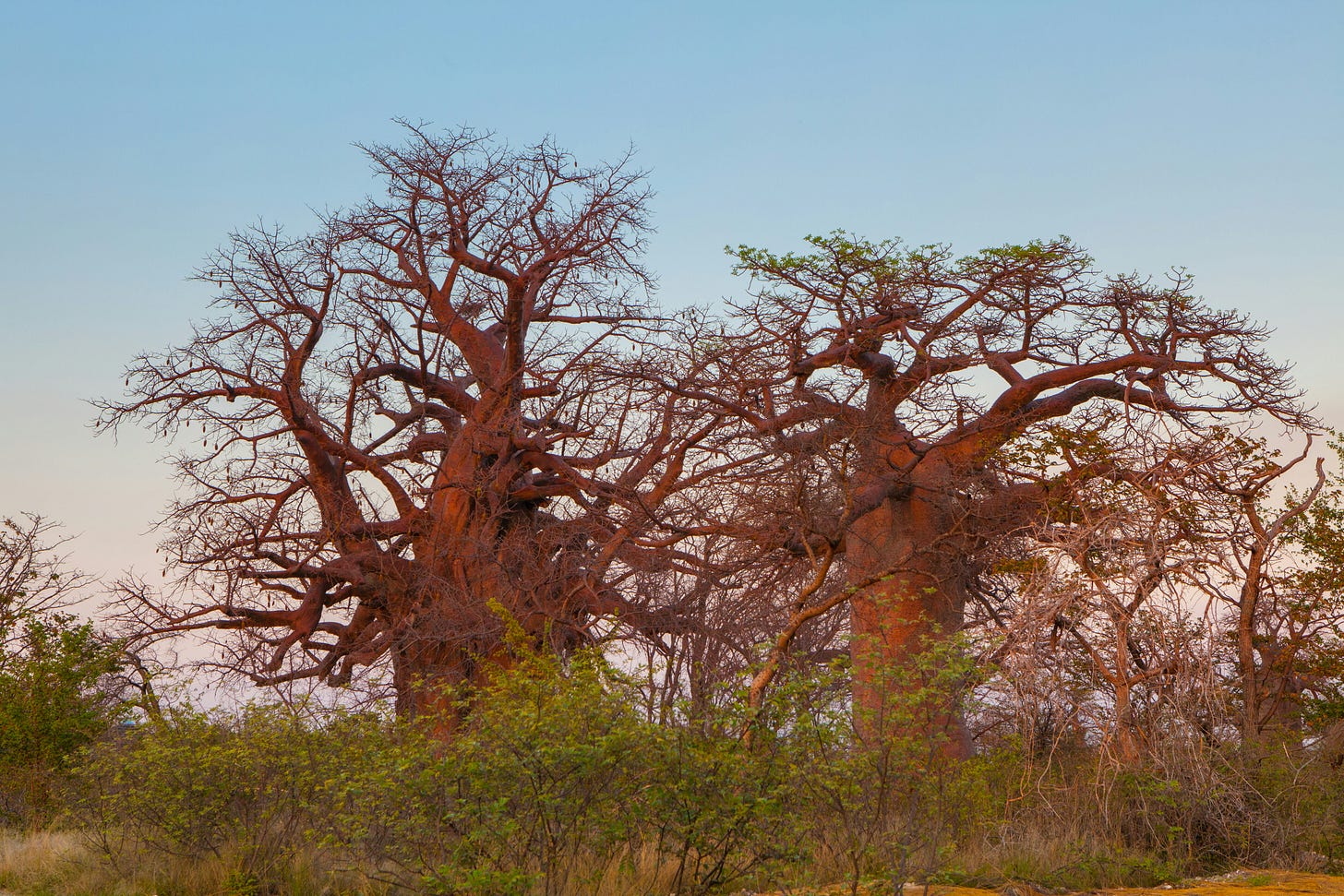 Baobab trees in southern Africa Baobab trees in southern Africa