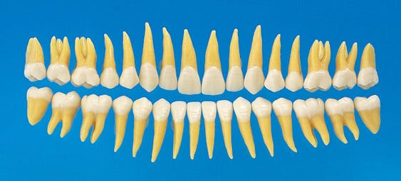 Tooth Model | Anatomical Tooth Model [B3-305] |