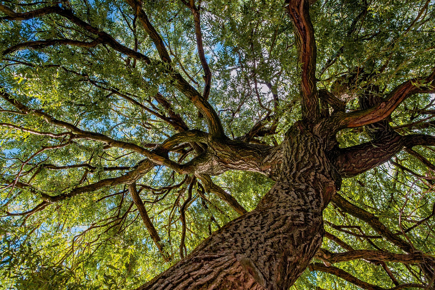 Image from under a massive tree looking upward at the branches.