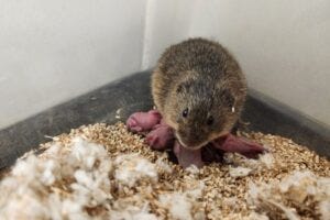 Mother prairie vole with pups (photo by Rikki Laser)