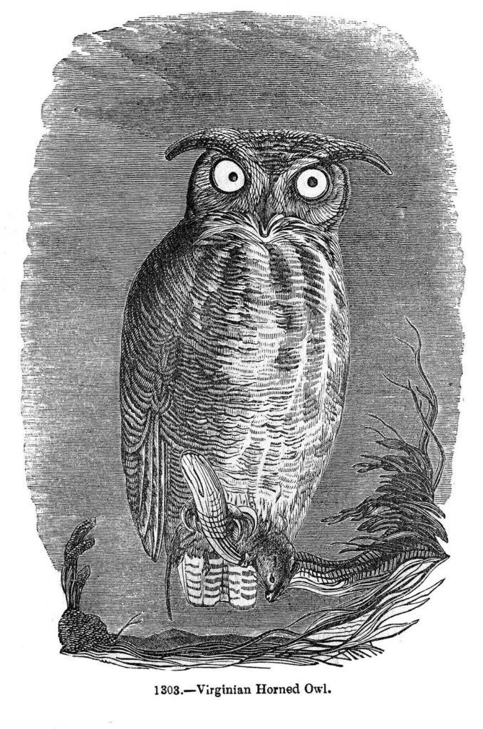 spooky owl black white engraving