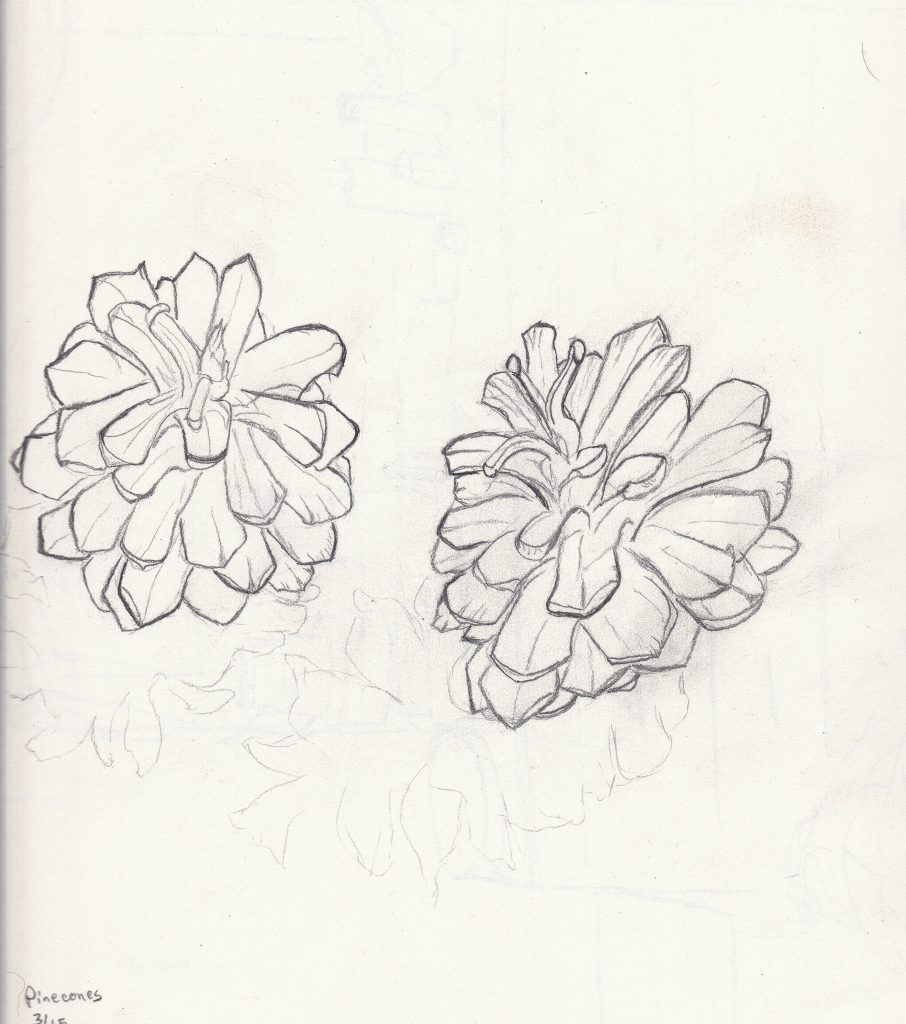 pinecone drawing