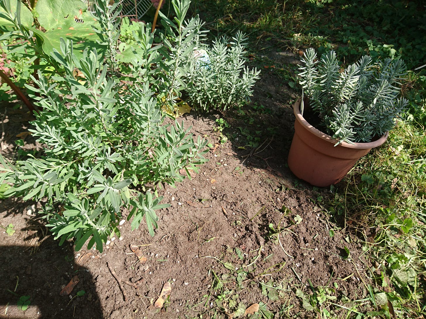 Lavender plants sit in the soil with rhubarb in the background. There is a smaller lavender plant in a pot to the right