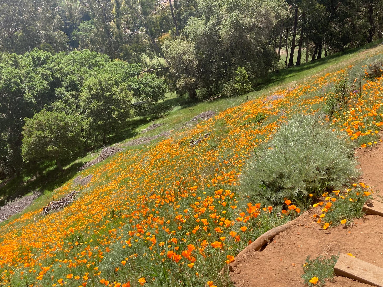 Photo of California poppies on a hillside over looking Berkeley, CA.