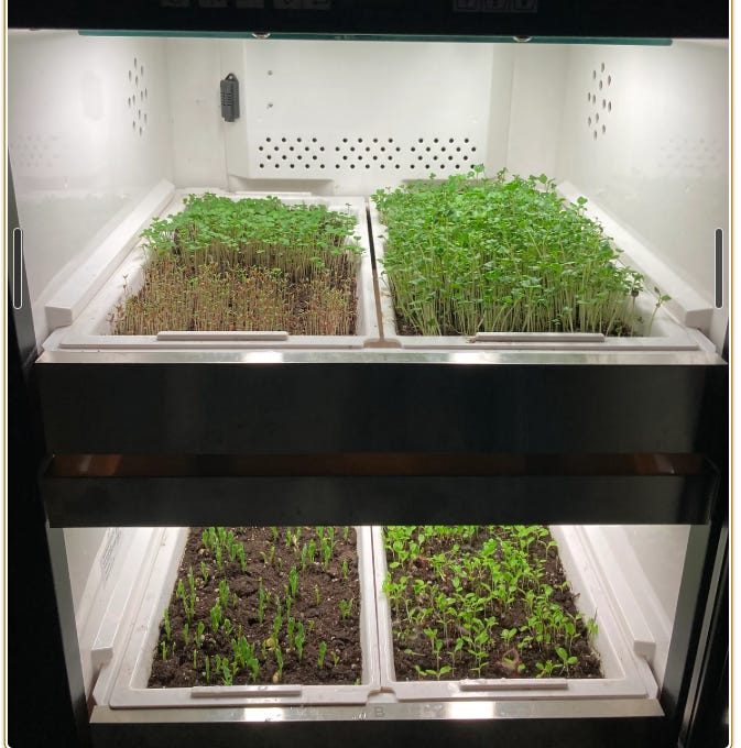 Trays of microgreens in an Urban Cultivator