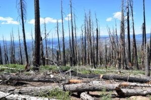 A field plot in the Sierra Nevada where researchers surveyed the effects of wildfires.