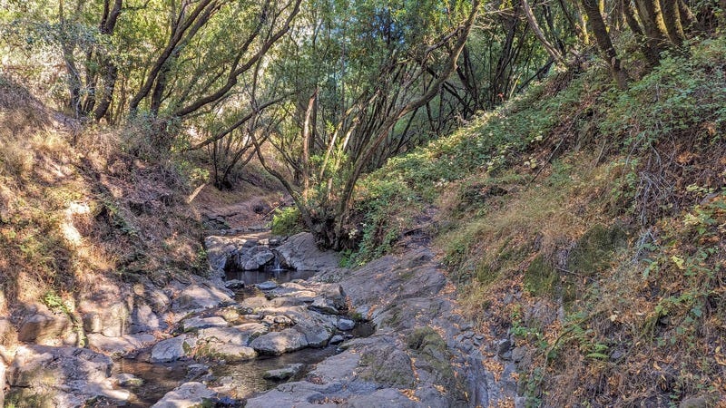 Trees, moss, and ferns surrounding a stream in the Berkeley Hills