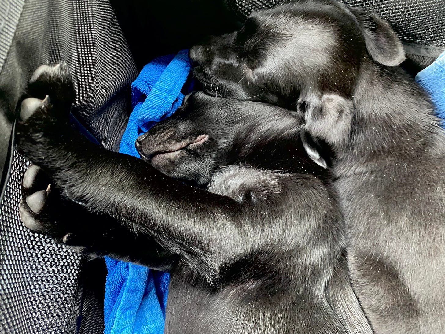 Two black labrador puppies