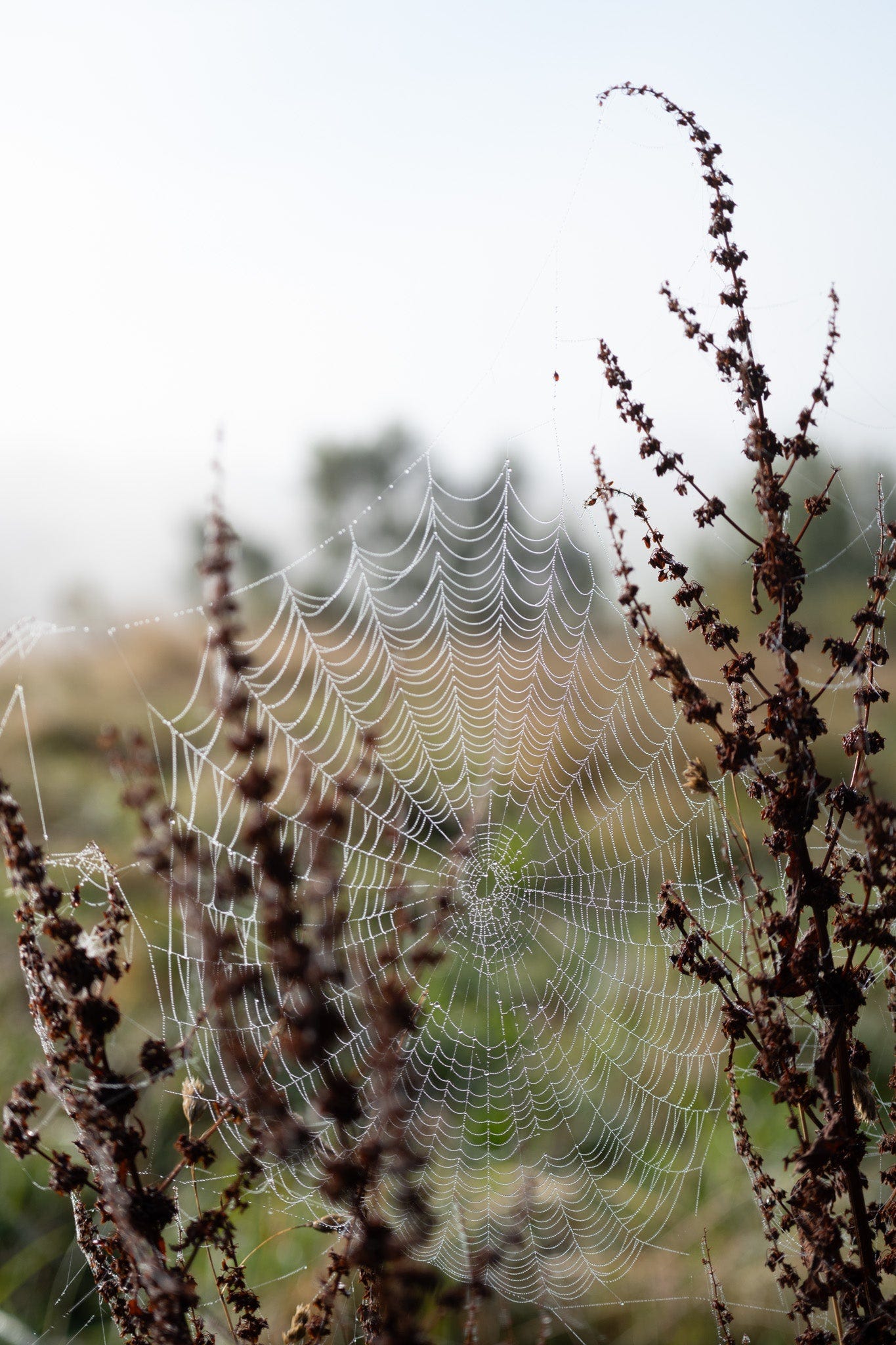 dew on the spiderwebs