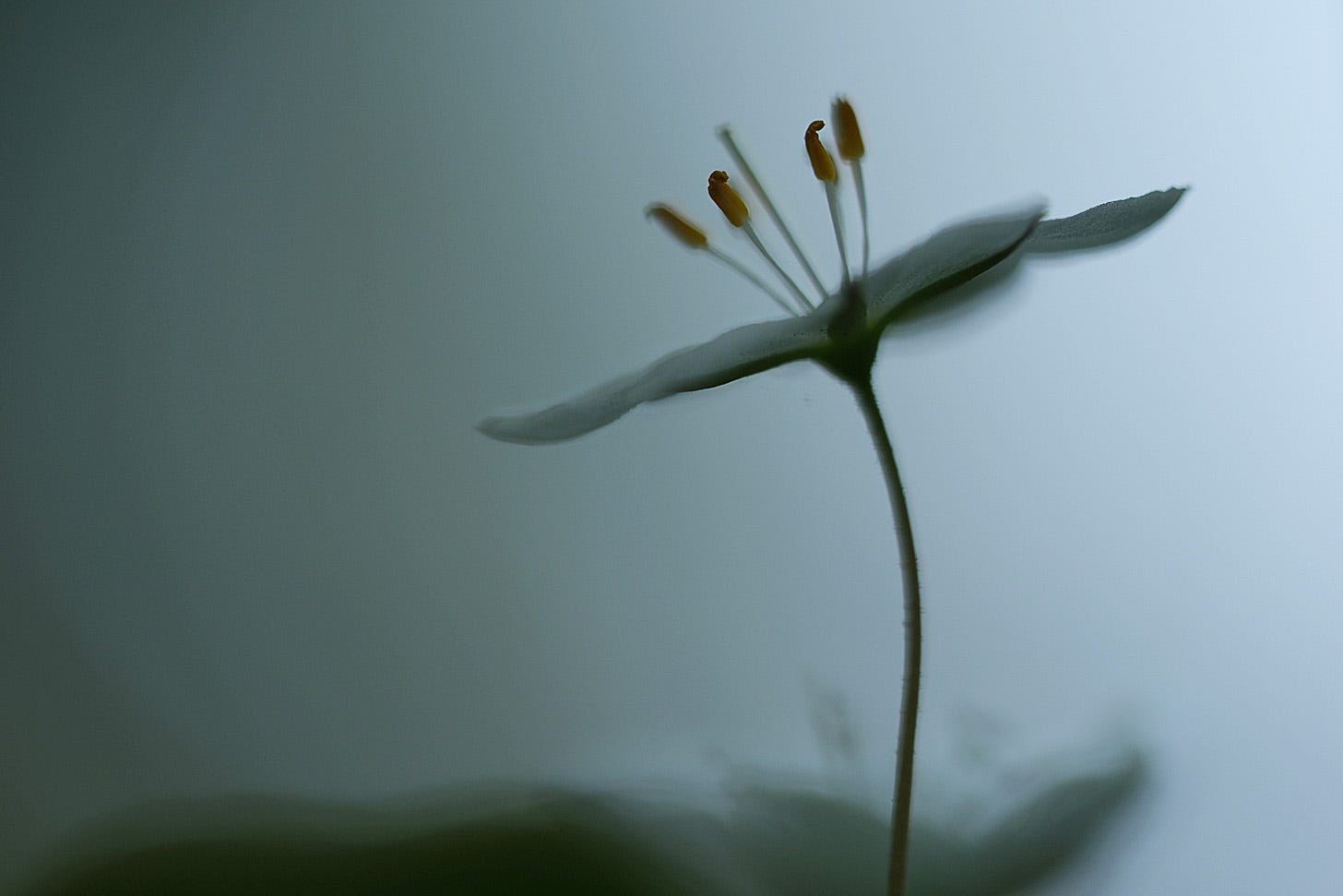 Close up of delicate white arctic starflowers / chickweed wintergreen (Lysimachia europaea)