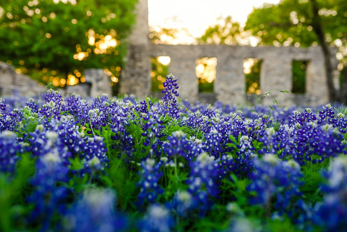 Image of bluebonnets at sunset with an old ruin structure behind.