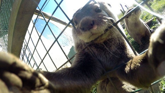 Self-portrait by an Asian short-clawed otter named Musa, Washington Wetland Centre in Tyne and Wear