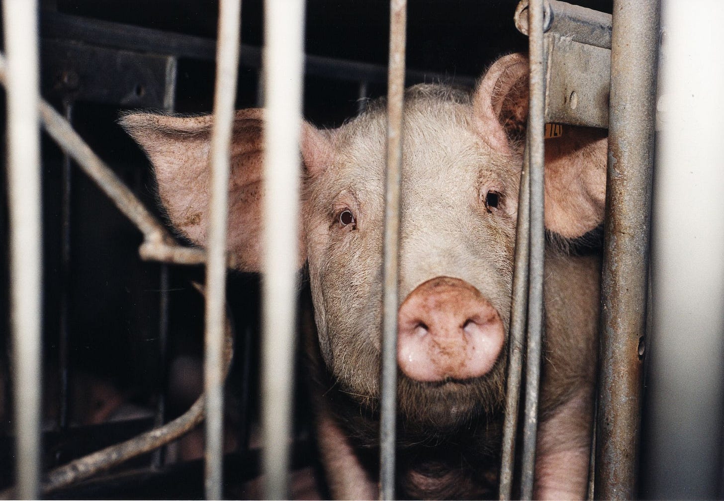 Pigs Suffering in Factory Farming - FOUR PAWS Australia - Animal Welfare  Charity