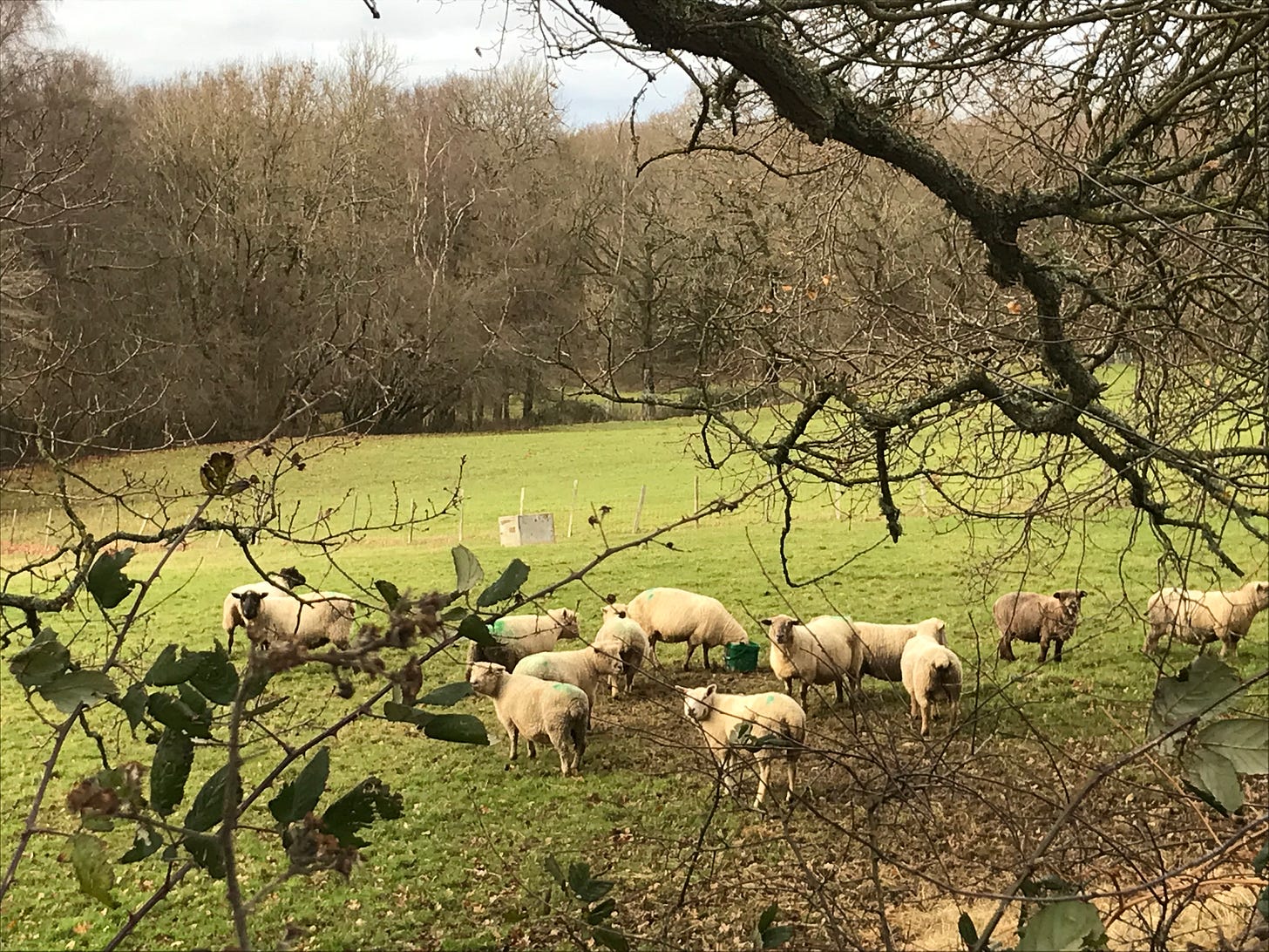 small group fo sheep eating hay in a field under an oak tree, trees at the edge of the field in the distance.