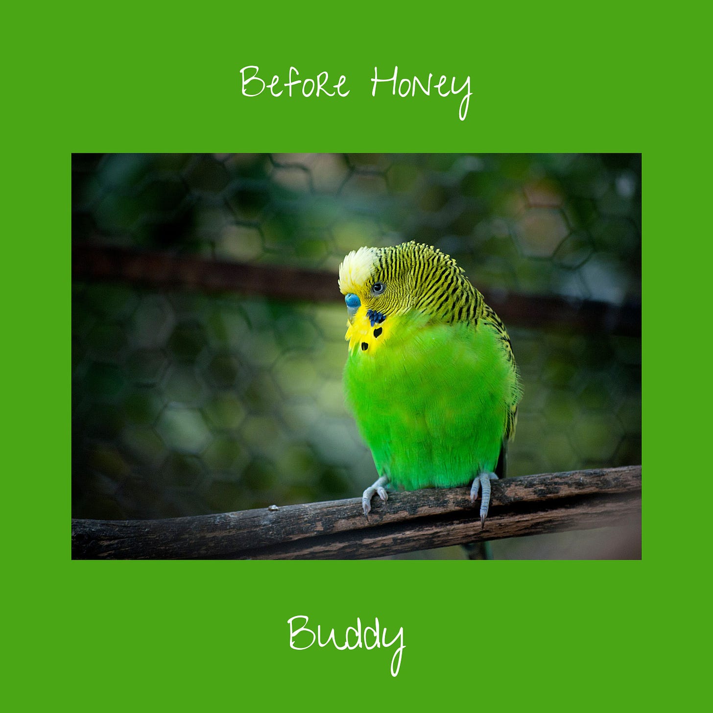 Buddy a green parakeet Before Honey