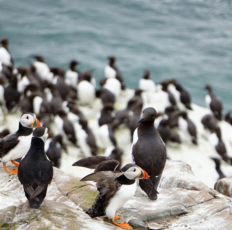 Puffins on a beach Puffins on a beach