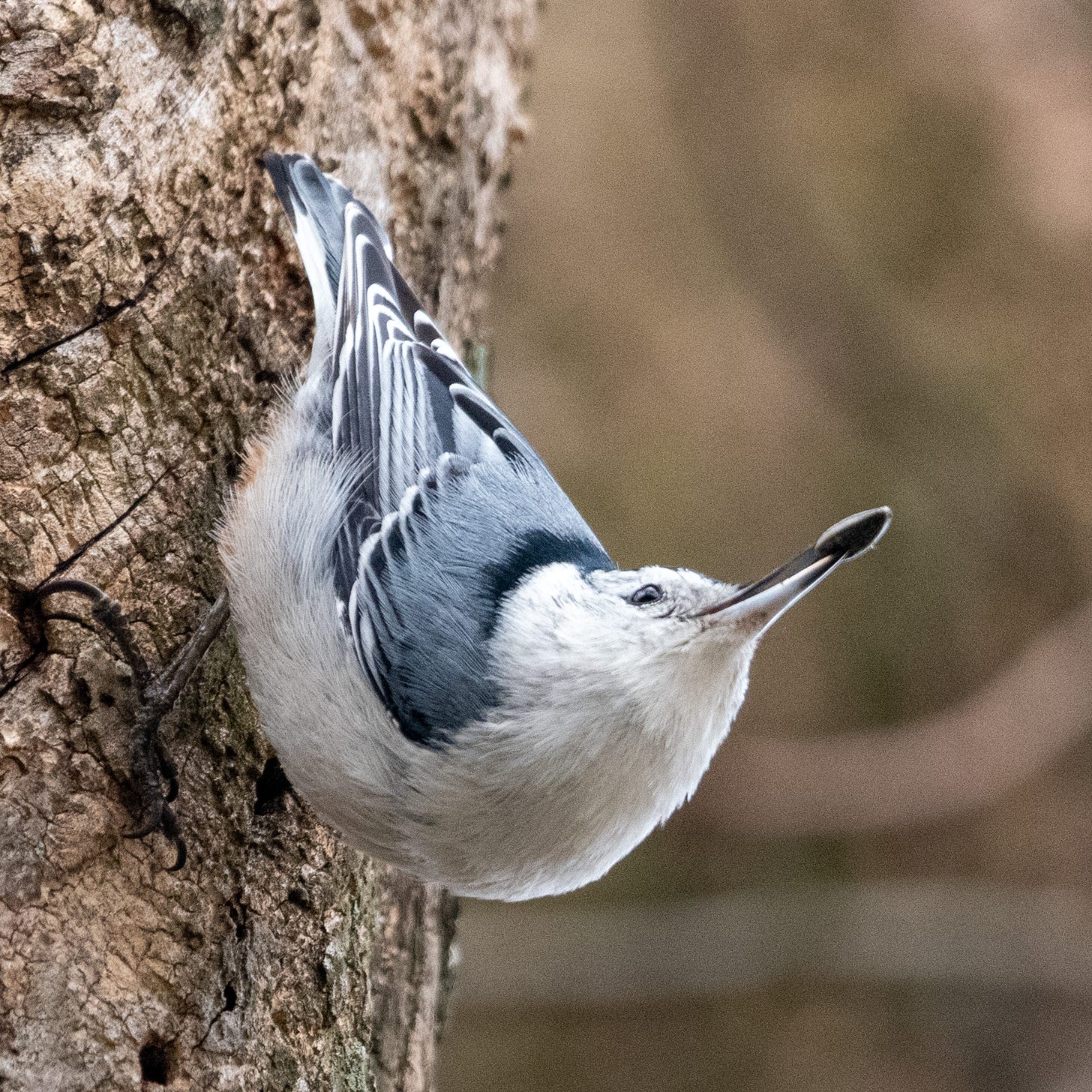 A white-breasted nuthatch standing upside-down and in extreme cobra position, flourishing in its beak a black seed, with which it had been poking into the crevices of a tree trunk