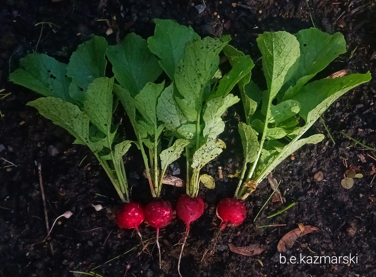 photo of fresh-picked radishes