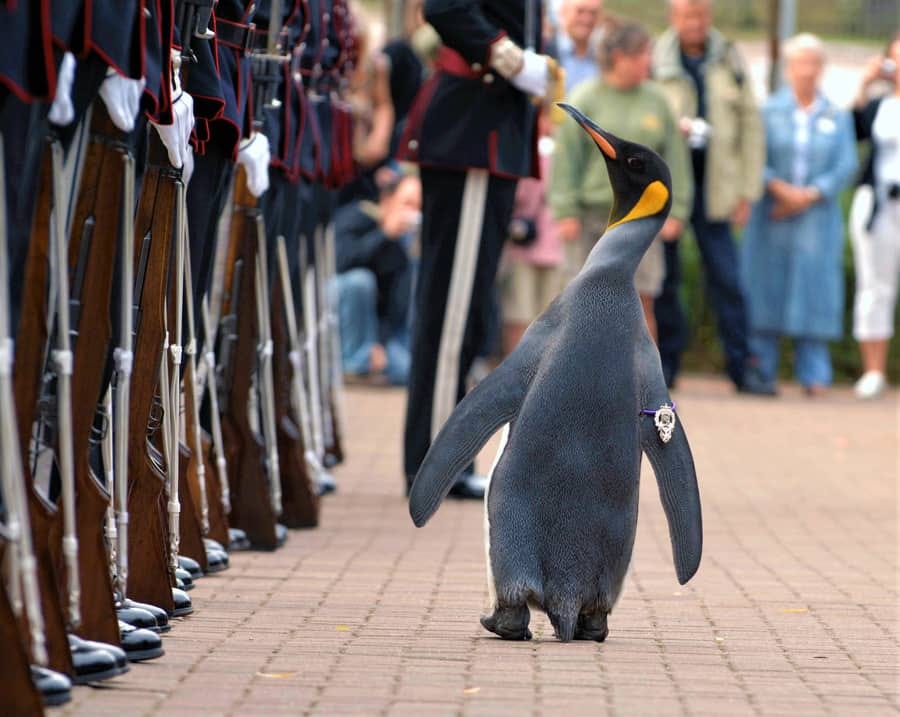 Why Did Norway Knight a Penguin? | Engoo Daily News
