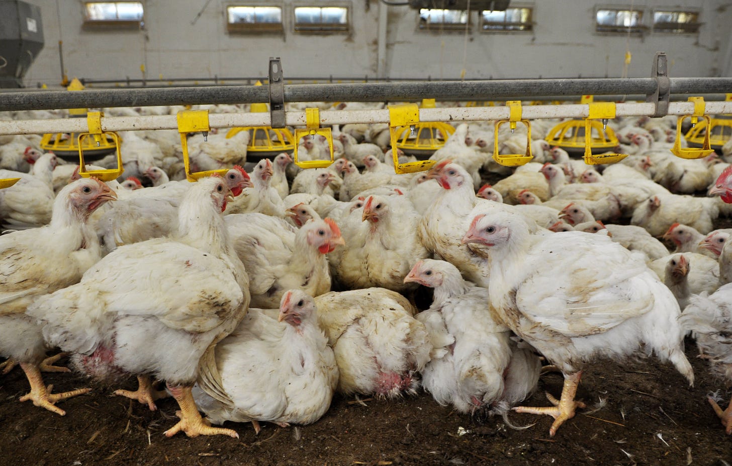 Broiler chickens stand crowded together in a typical factory farm setting.