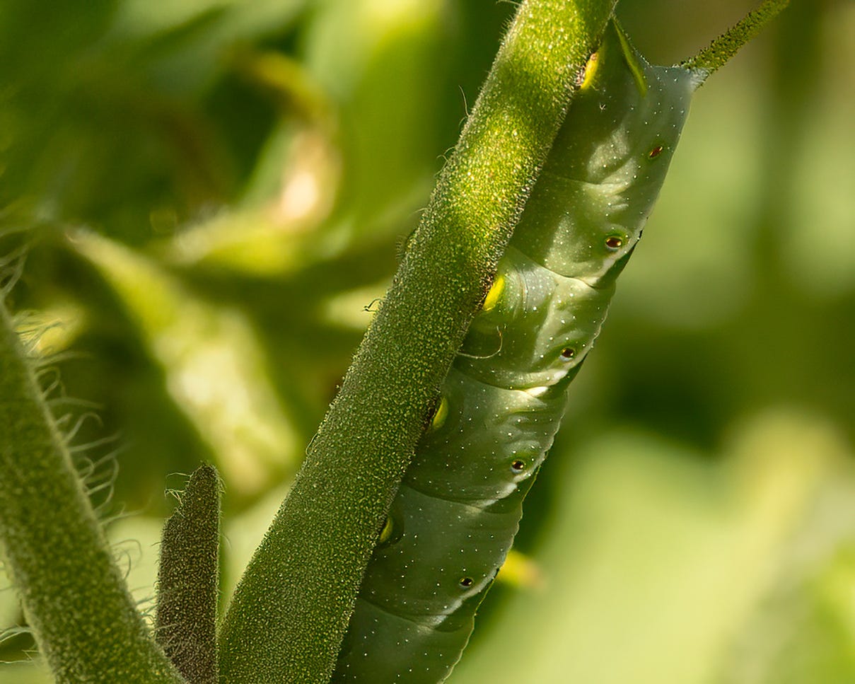 The tomato hornworm is now facing toward the top of the tomato plant. Its green body is covered in evenly spaced marking that look like eyeballs.