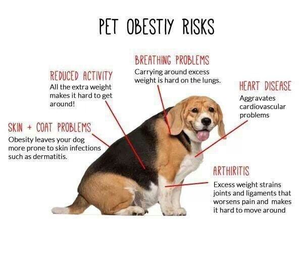 pet obesity problems issues mttg