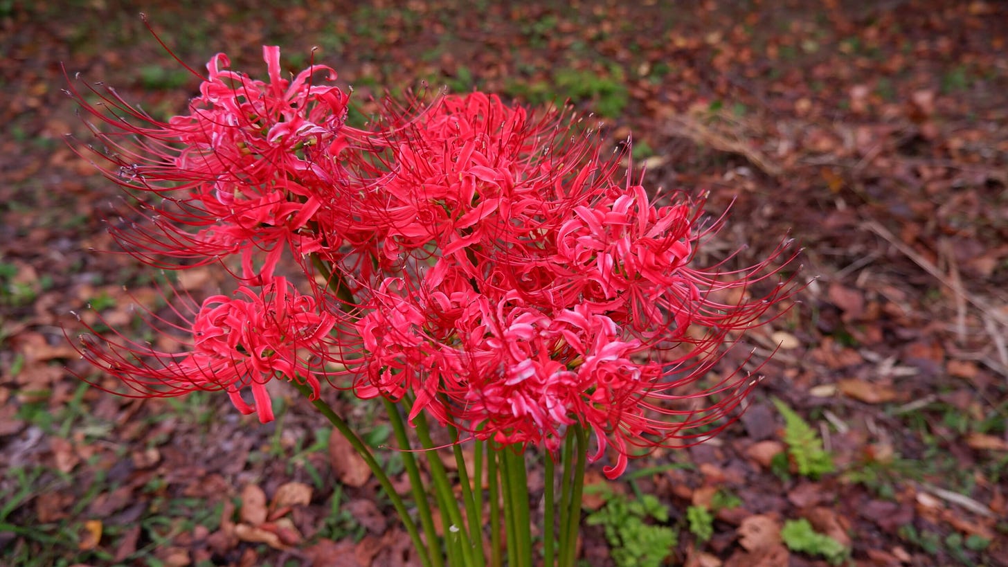 Nogawa Park red spider lily