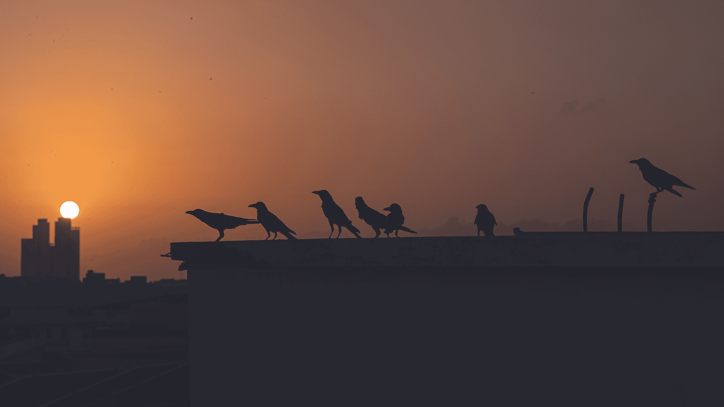 A group of crows sit on top of a building as the sun sets