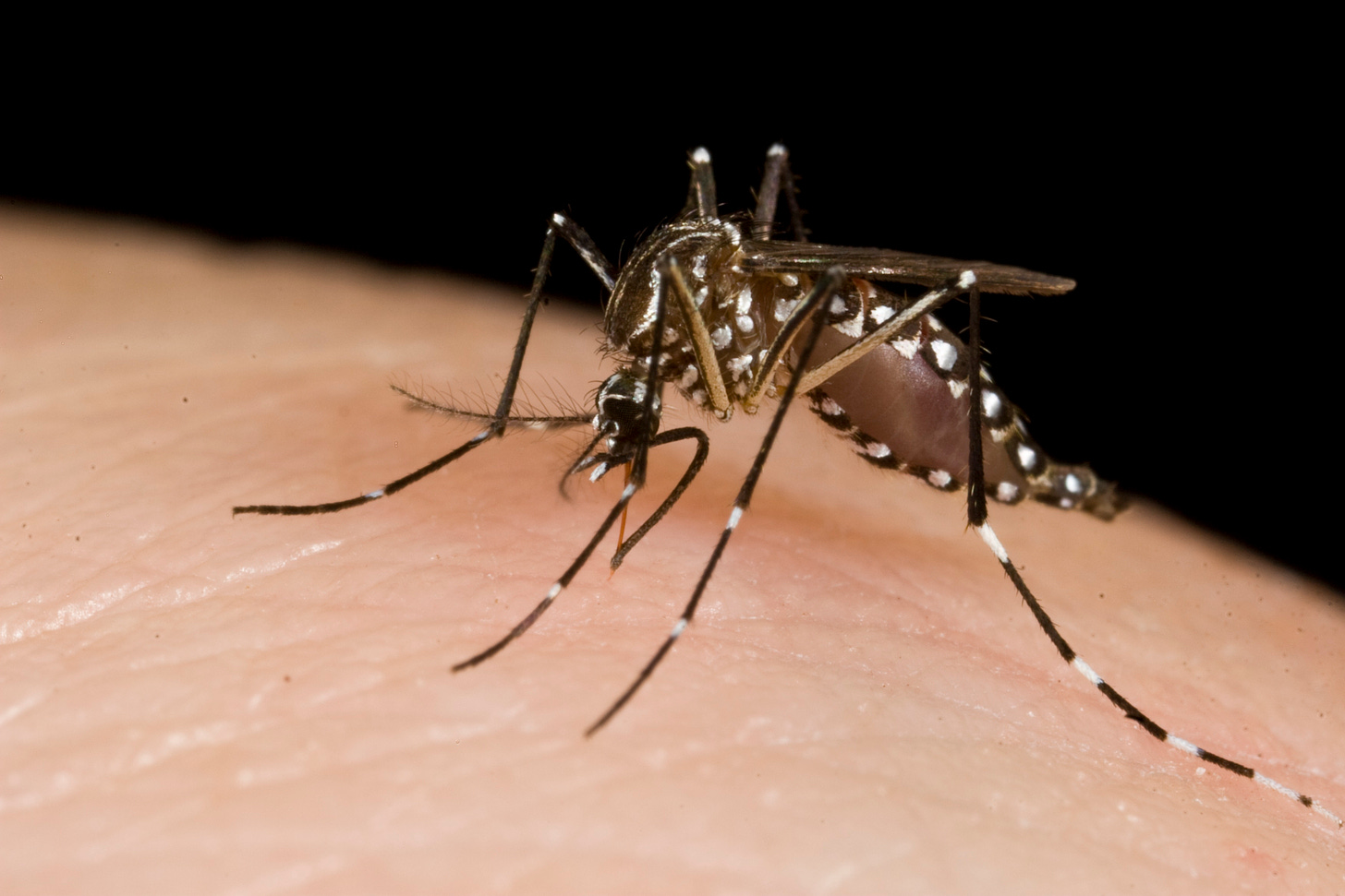 File:Mosquitoes (10703811283).jpg - Wikimedia Commons