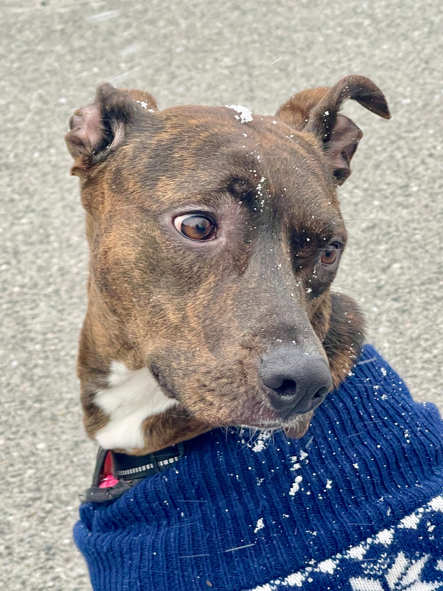 dog looking concerned in sweater with snow on her little head