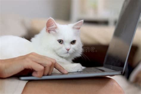 Cute White Persian Cat Sitting on Laptop Keyboard, Owner Woman Working ...