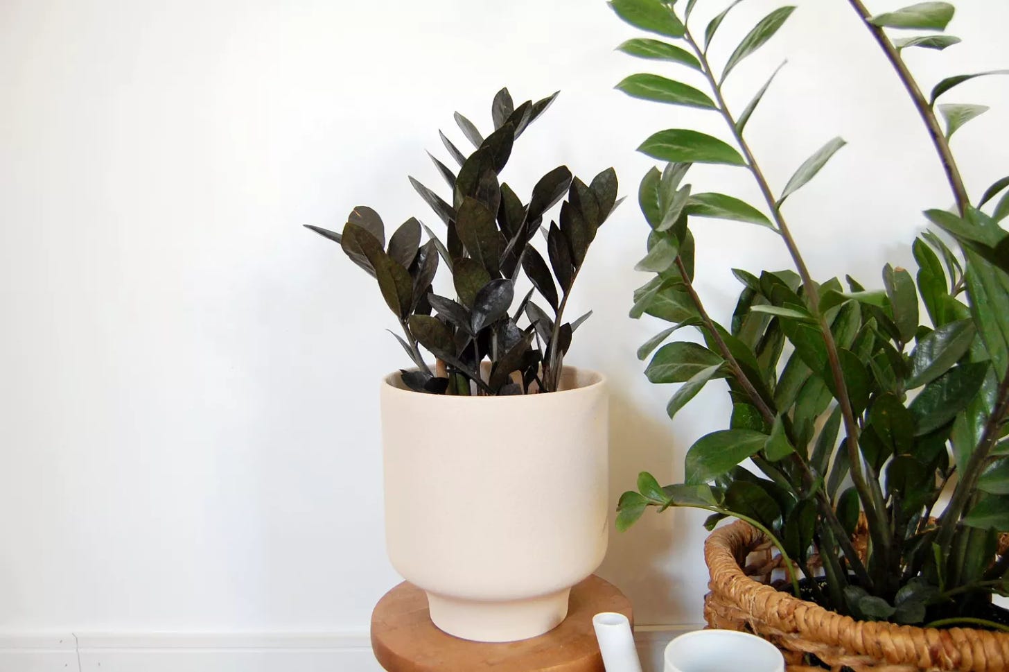 A small raven ZZ plant in a cream-colored pot sits on a wooden stool next to a large regular ZZ plant against a white wall.