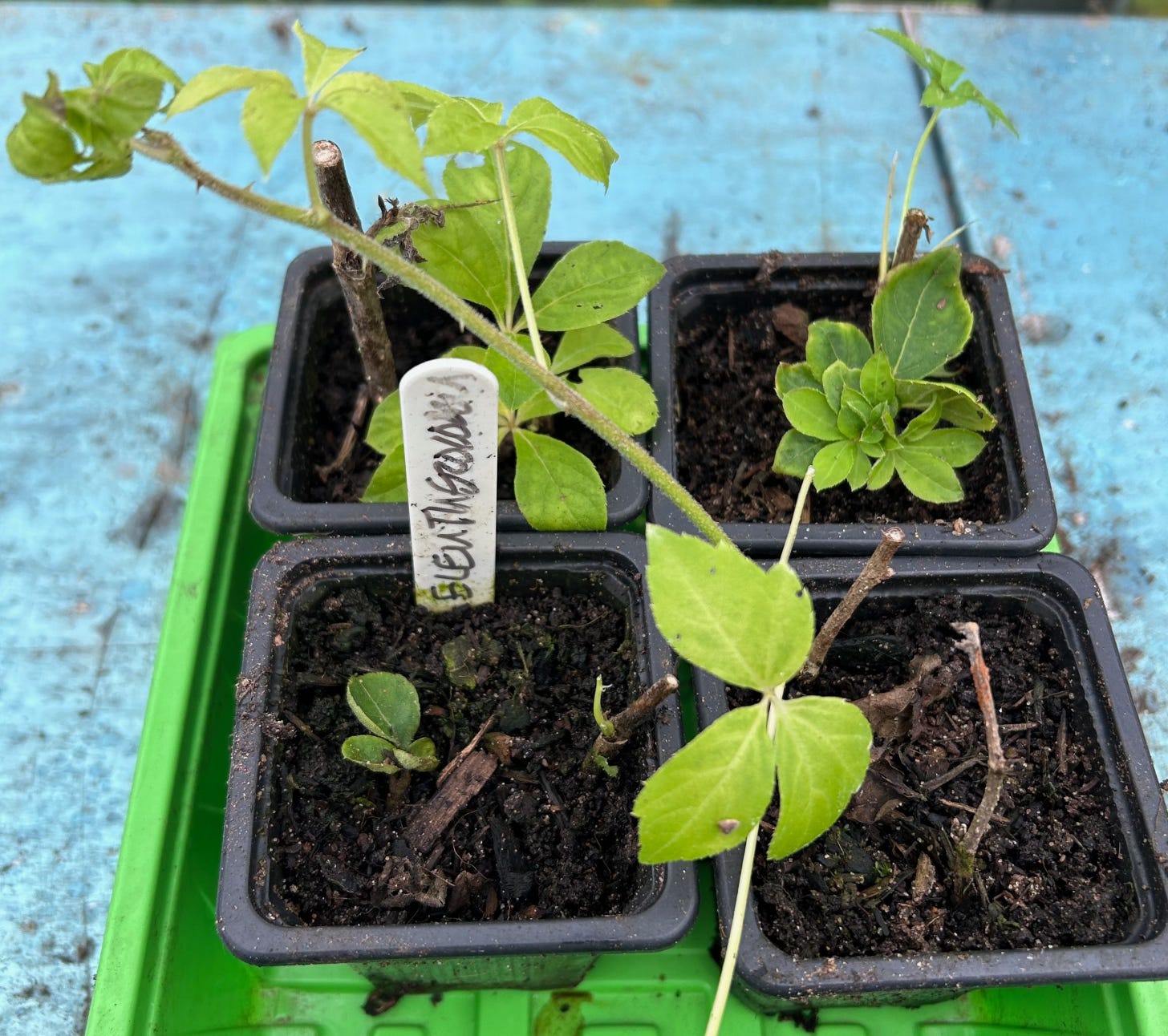 Four pots with cuttings showing leaf growth