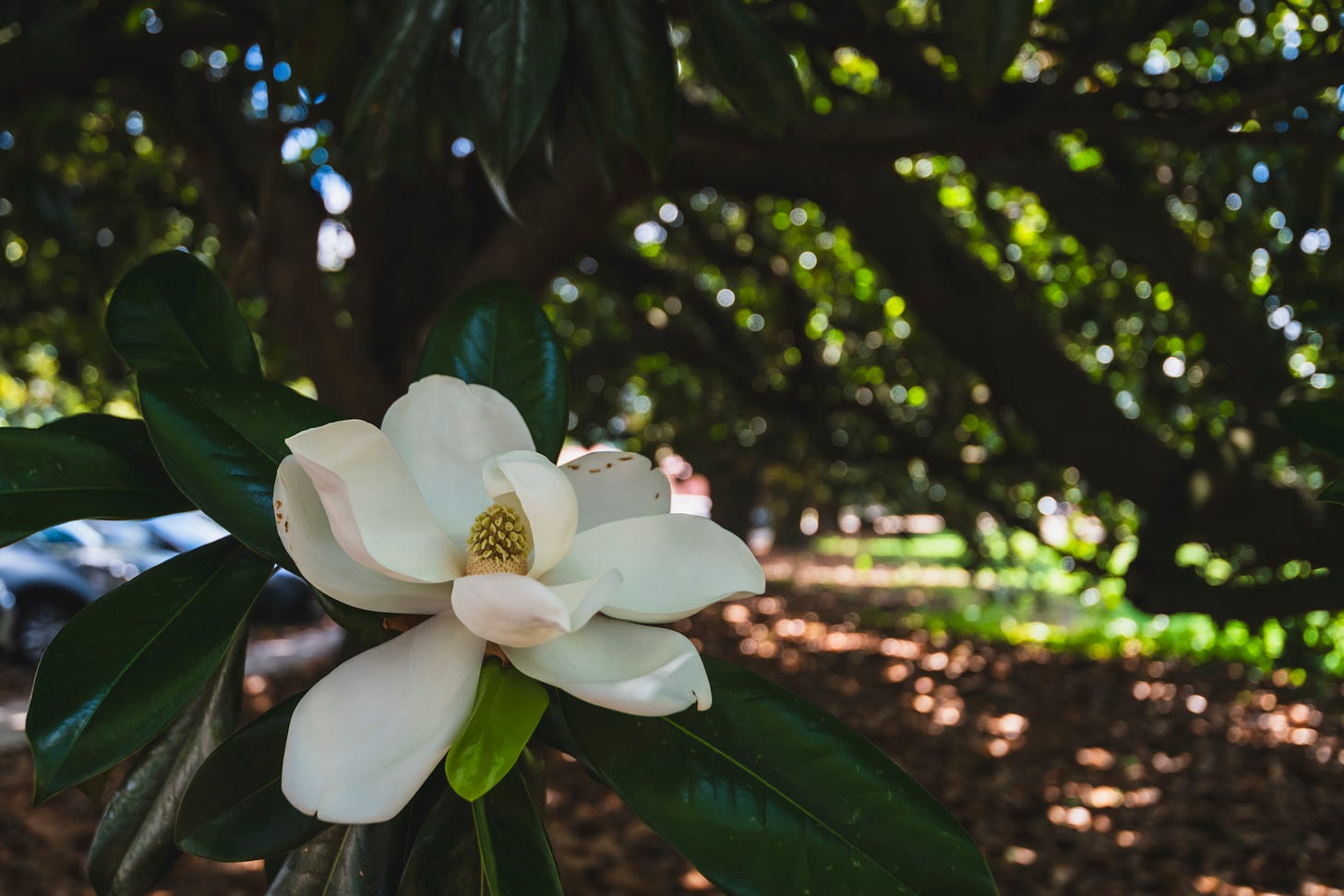 A magnolia blossom on UM's campus