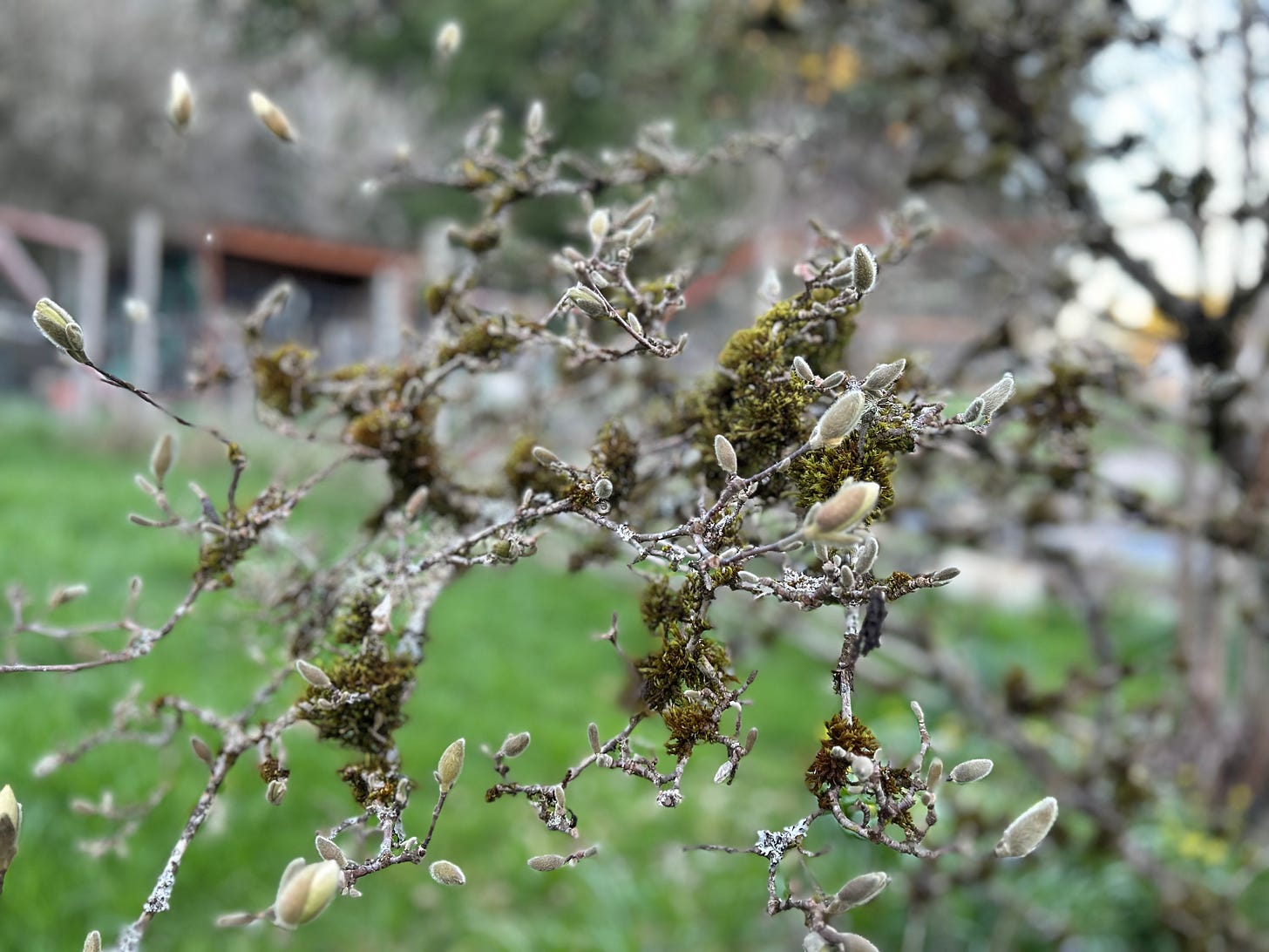In the foreground, star magnolia buds on moss-covered twigs; in the background, a three-sided shed.