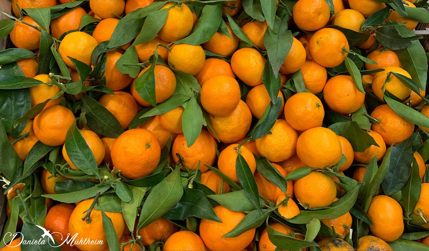 Freshly picked oranges