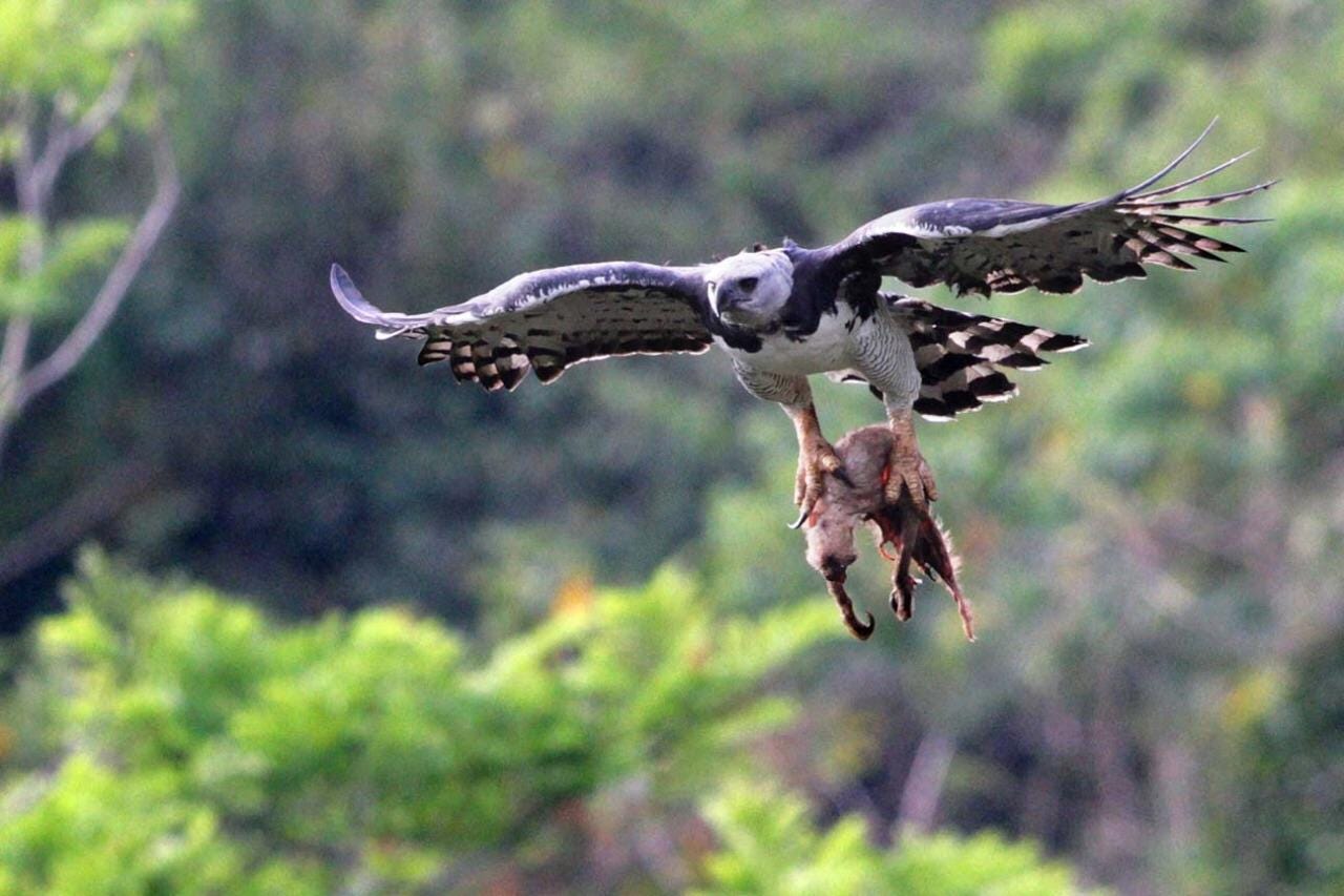 Harpy Eagle with a Sloth : r/natureismetal