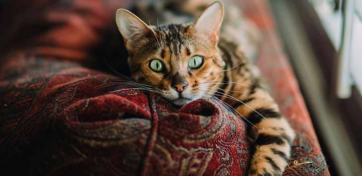 Photo of a cat on a sofa.