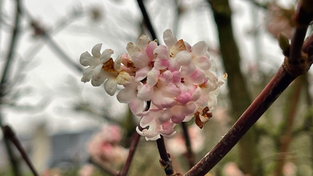 a blossoming tree, very early in the season