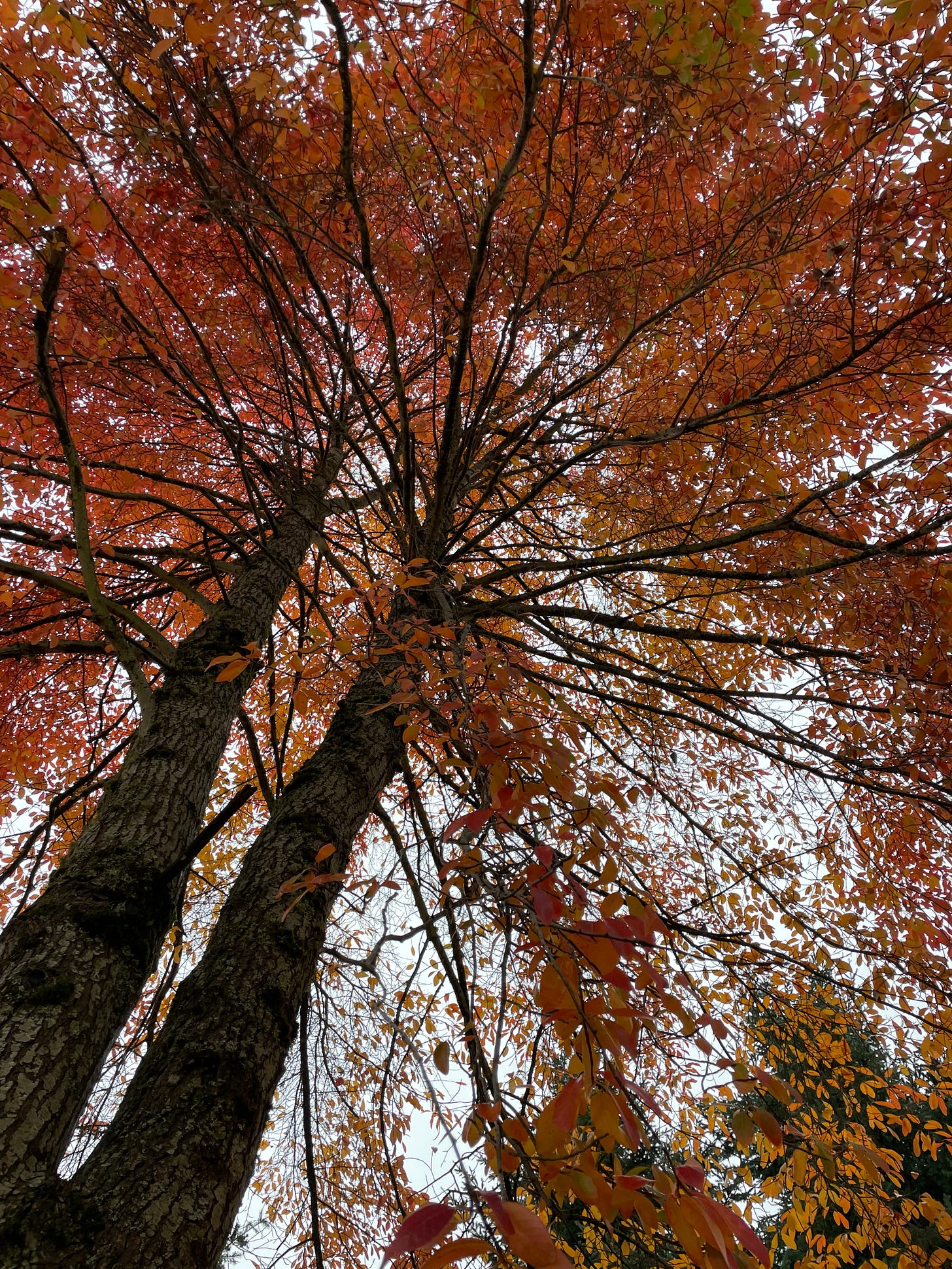 looking up at a tree with dark brown branches and vibrant orange red leaves