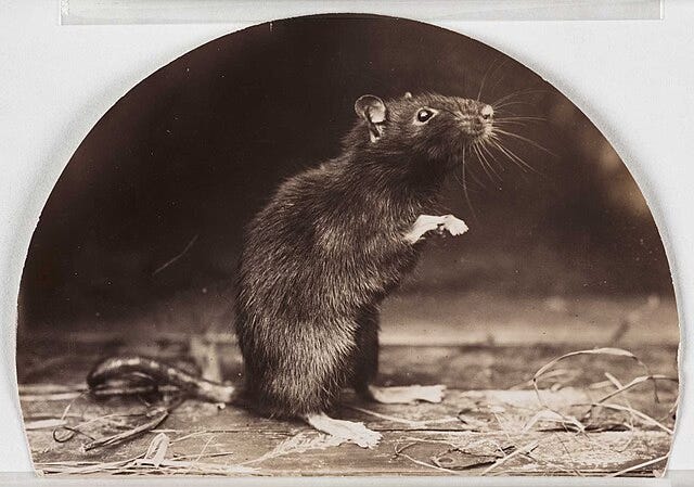 sepia image of a rat standing on its hind legs